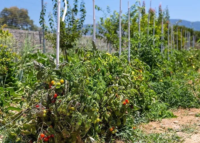 Готель White Pearls Luxury - Adults Only